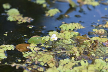 green moss on the river and little white flower