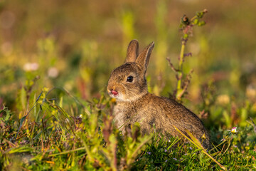  jeunes lapereaux de Lapin de garenne (Lapin commun, Oryctolagus cuniculus)