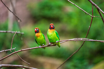 Couple of black-cheeked lovebird sitting on the tree brach