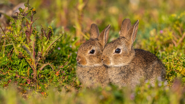  jeunes lapereaux de Lapin de garenne (Lapin commun, Oryctolagus cuniculus)