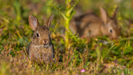  jeunes lapereaux de Lapin de garenne (Lapin commun, Oryctolagus cuniculus)
