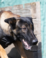 Beautiful angry Aggressive dog Belgian Shepherd Malinois grab criminal's clothes. Service dog training. Dog bites clothes. Angry attack. Evil teeth in grin. Working dog Guard dog Service dog training