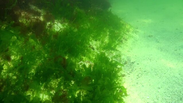 Underwater landscape of the Black Sea, green and red algae on the stones