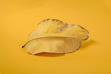 Dead Dry leaf isolated on Yellow background autumn leaves