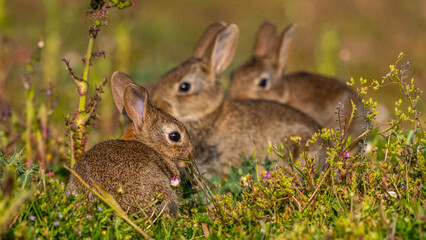  jeunes lapereaux de Lapin de garenne (Lapin commun, Oryctolagus cuniculus)