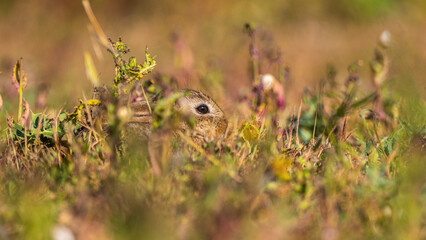  jeunes lapereaux de Lapin de garenne (Lapin commun, Oryctolagus cuniculus)