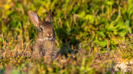  jeunes lapereaux de Lapin de garenne (Lapin commun, Oryctolagus cuniculus)