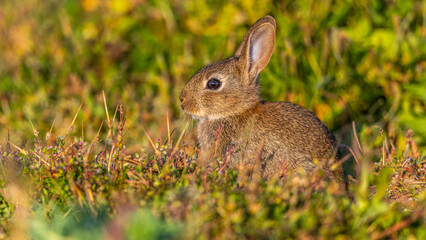  jeunes lapereaux de Lapin de garenne (Lapin commun, Oryctolagus cuniculus)