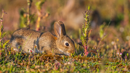  jeunes lapereaux de Lapin de garenne (Lapin commun, Oryctolagus cuniculus)