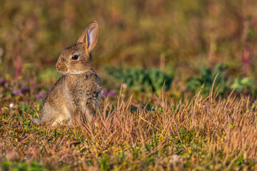  jeunes lapereaux de Lapin de garenne (Lapin commun, Oryctolagus cuniculus)