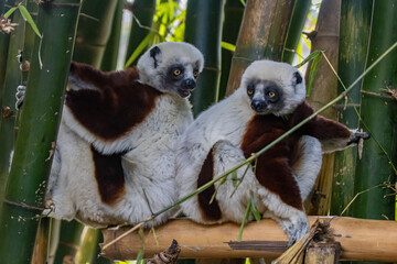 Coquerel's sifaka