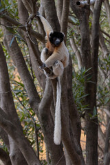Crowned sifaka