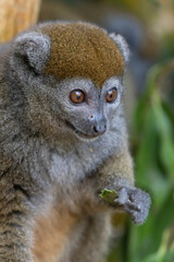 eastern lesser bamboo lemur