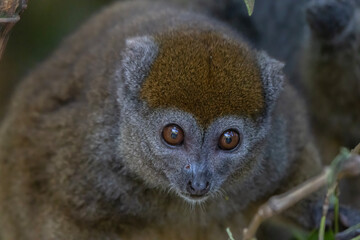 eastern lesser bamboo lemur