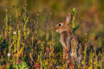 jeunes lapereaux de Lapin de garenne (Lapin commun, Oryctolagus cuniculus)