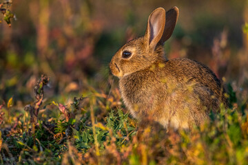  jeunes lapereaux de Lapin de garenne (Lapin commun, Oryctolagus cuniculus)