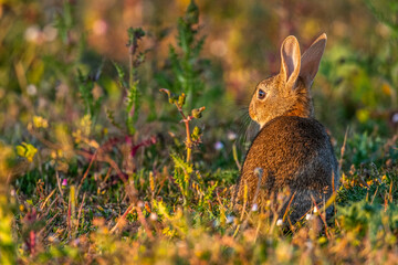  jeunes lapereaux de Lapin de garenne (Lapin commun, Oryctolagus cuniculus)