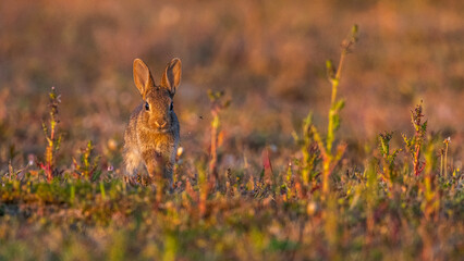  jeunes lapereaux de Lapin de garenne (Lapin commun, Oryctolagus cuniculus)