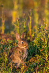  jeunes lapereaux de Lapin de garenne (Lapin commun, Oryctolagus cuniculus)