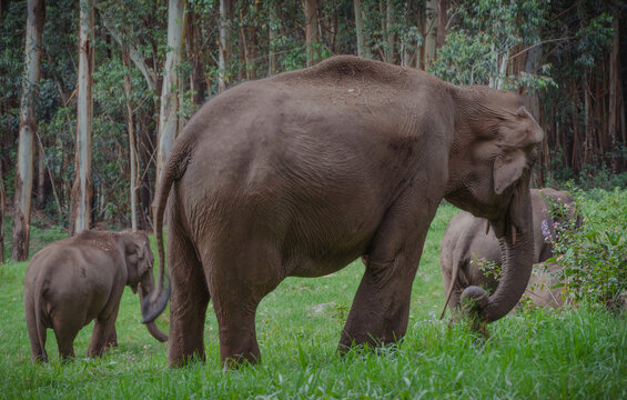In the lush jungles of Kerala, an enchanting scene unfolds as a majestic elephant, bearing the wisdom of age and the grace of the wild, stands beside its adorable calf, a symbol of hope and the contin
