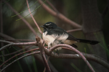 A Willie Wagtail resting from the blustering wind.