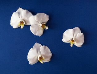 Fototapeta na wymiar White orchid flowers against navy blue background. Minimal concept