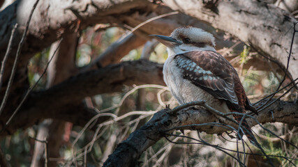 Obraz premium A young Kookaburra watching other birds in case of an unfriendly approach. 