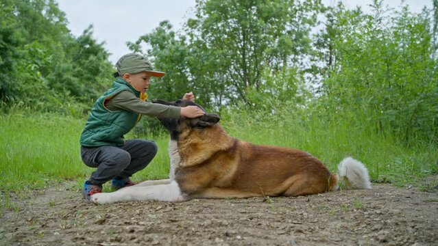 In spring, a boy strokes a dog on the street. The American Akita is a dog that gives joy and safety. Friendship and love for people and their pets.