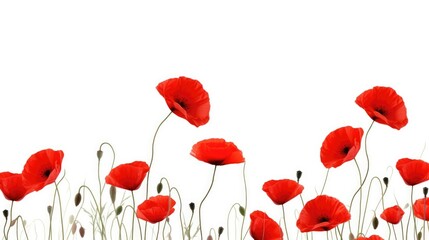 A field of red poppies against a white sky. Digital image.