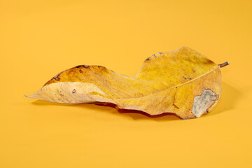 Dead Dry leaf isolated on Yellow background autumn leaves