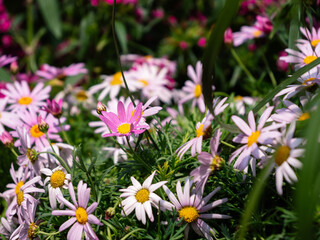 Obraz premium flowers in the garden