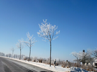 Winter road in perspective with a row of small trees covered with frost