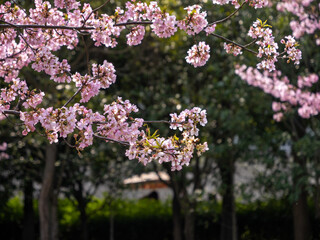 Fototapeta premium pink cherry blossom