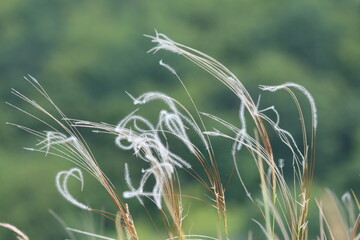 Stems of grass in the wind closeup