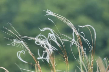 Crédence de cuisine en verre imprimé Herbe Stems of grass in the wind closeup