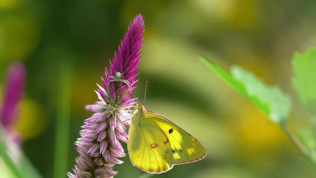 ケイトウの花の蜜を吸うモンキチョウ