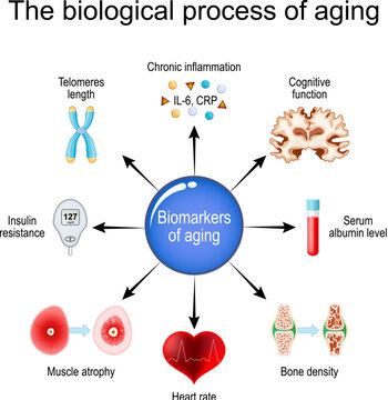 aging process. Frailty Biomarkers.