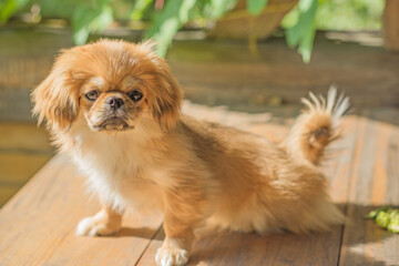 Cute and funny teenage Pekingese dog joyful. Best human friend. Pretty puppy dog in sunlight