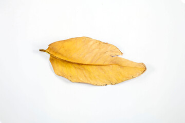 Naklejka premium Flat Lay Dead Dry leaf isolated on white background autumn leaves