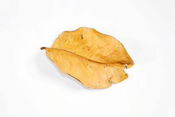 Flat Lay Dead Dry leaf isolated on white background autumn leaves