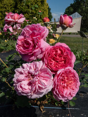 English Shrub Rose 'Princess Alexandra of Kent' with unusually large, bright pink flowers that are full-petalled and deeply cupped
