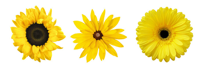 Set of different yellow flowers (sunflower; gerbera; rudbeckia) isolated on white or transparent background. Top view. - obrazy, fototapety, plakaty