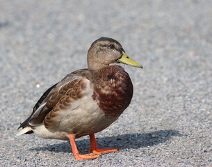 Mallard