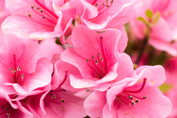 ピンクのツツジのクローズアップ