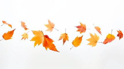Leaves in warm fall colors like orange, yellow, brown and red. Isolated on a white background. Concept of fall season.