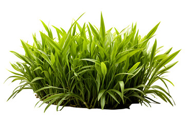 green bush grass isolated on transparent background ,grass bush cut out png ,generative ai