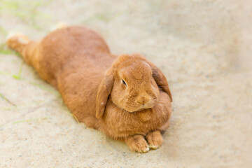 Beautiful Holland Lops, Lop-eared red rabbit lies stretched out on the sand. Farming, life of...