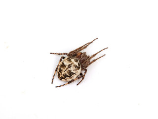 Spider on a white background. Furrow spider. Orbicular Web Spiders. Family Araneidae
