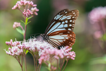 アサギマダラとフジバカマ