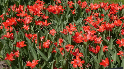 Blumen aus Amsterdam